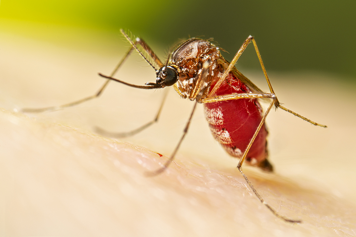 Hora de reforçar cuidados com a Dengue:o que fazer para evitar contaminação