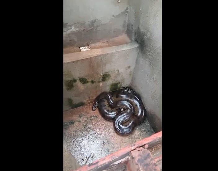 Sucuri de três metros é resgatada dentro de banheiro no Maranhão