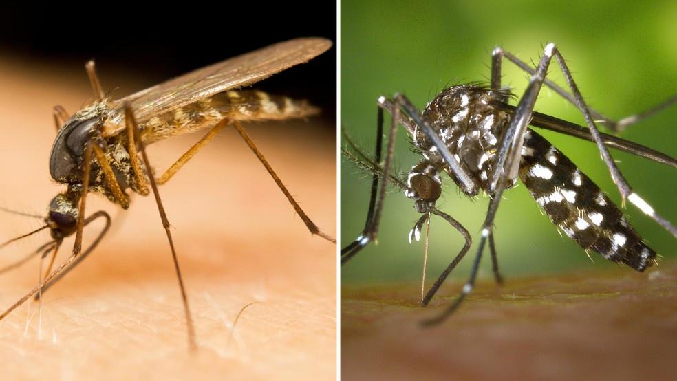Maranhão registra primeira morte por dengue em 2024; outros 10 óbitos estão sob investigação