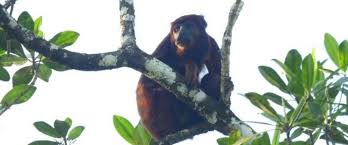 Pesquisa da Uema alerta para preservação de macaco ameaçado de extinção, no Maranhão