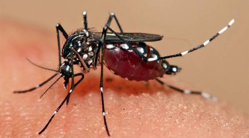PREOCUPANTE: Brasil registra recorde histórico de 3 mil mortes por dengue em 2024